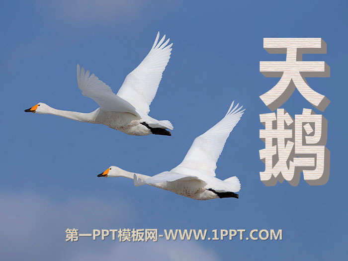 《天鹅》PPT教学课件