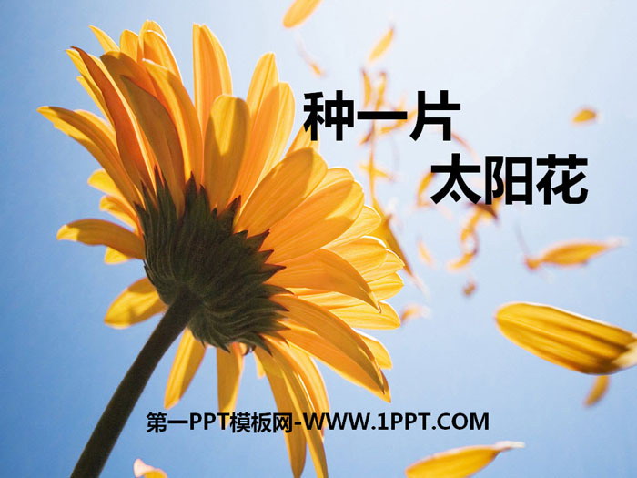 《种一片太阳花》PPT