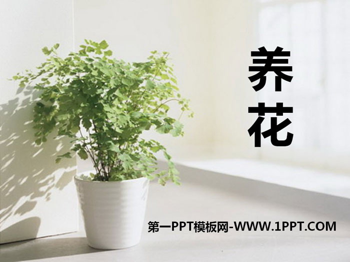 《养花》PPT