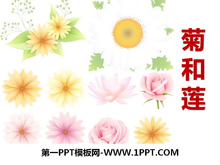 《菊和莲》PPT