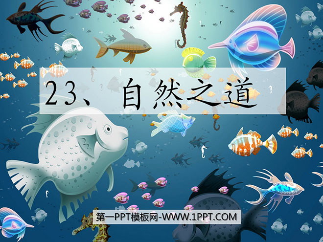 《自然之道》PPT课件2