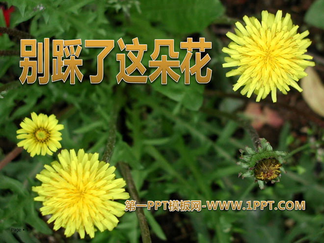 《别踩了这朵花》PPT课件