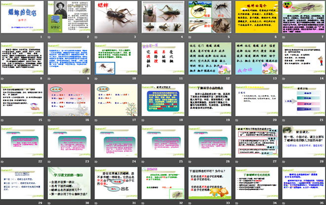 《蟋蟀的住宅》PPT课件9