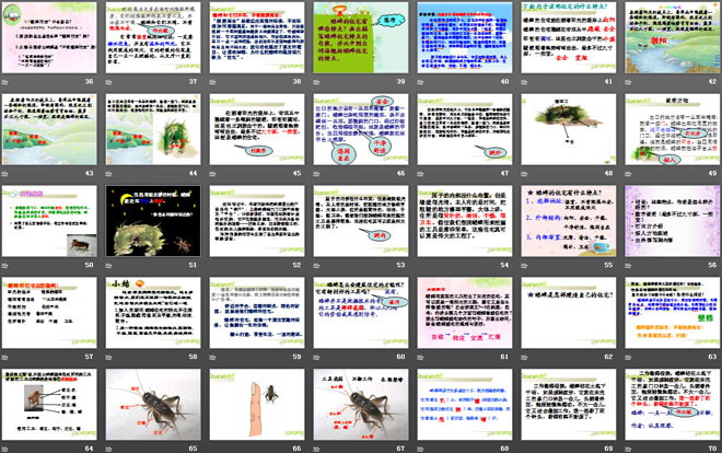 《蟋蟀的住宅》PPT课件9