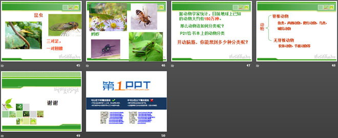 《校园里的动物》和动物交朋友PPT课件