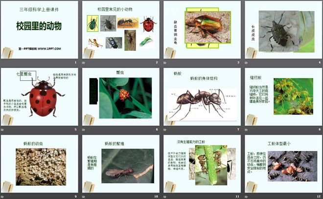 《校园里的动物》和动物交朋友PPT课件2