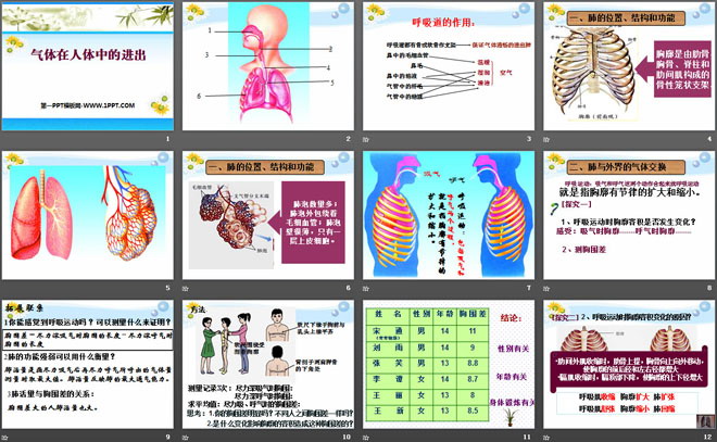 《气体在人体中的进出》人体的奥秘PPT课件2