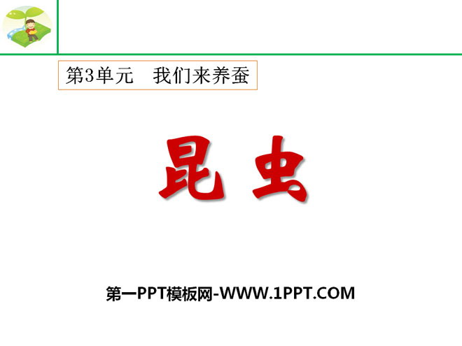 《昆虫》我们来养蚕PPT课件