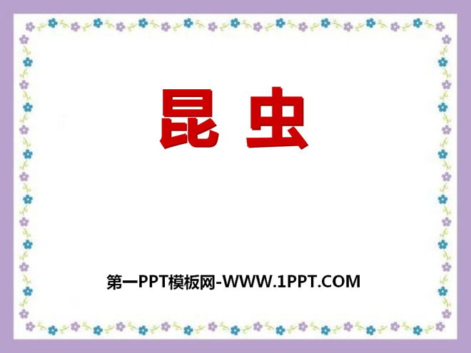 《昆虫》我们来养蚕PPT课件2