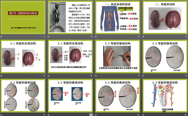 《尿的形成与排出》PPT课件下载