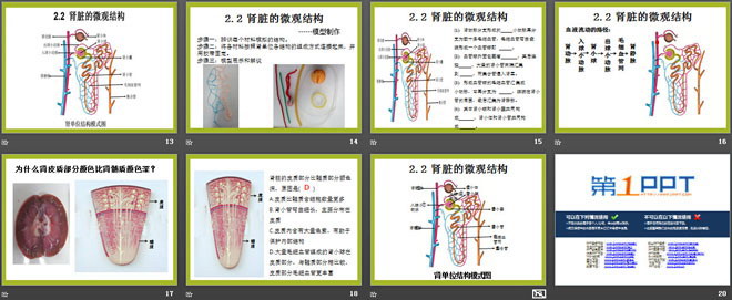 《尿的形成与排出》PPT课件下载