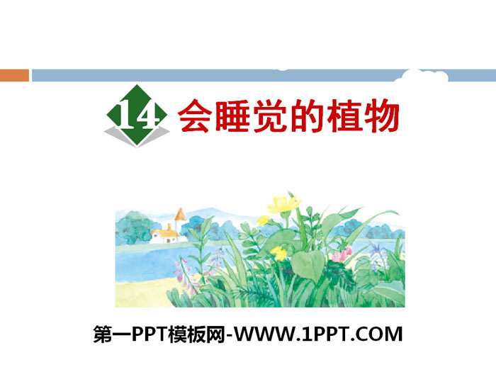 《会睡觉的植物》PPT