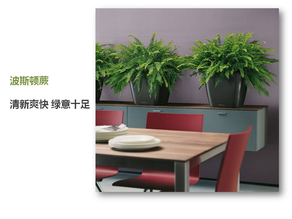 室内小盆栽植物的应用与介绍PPT模板6