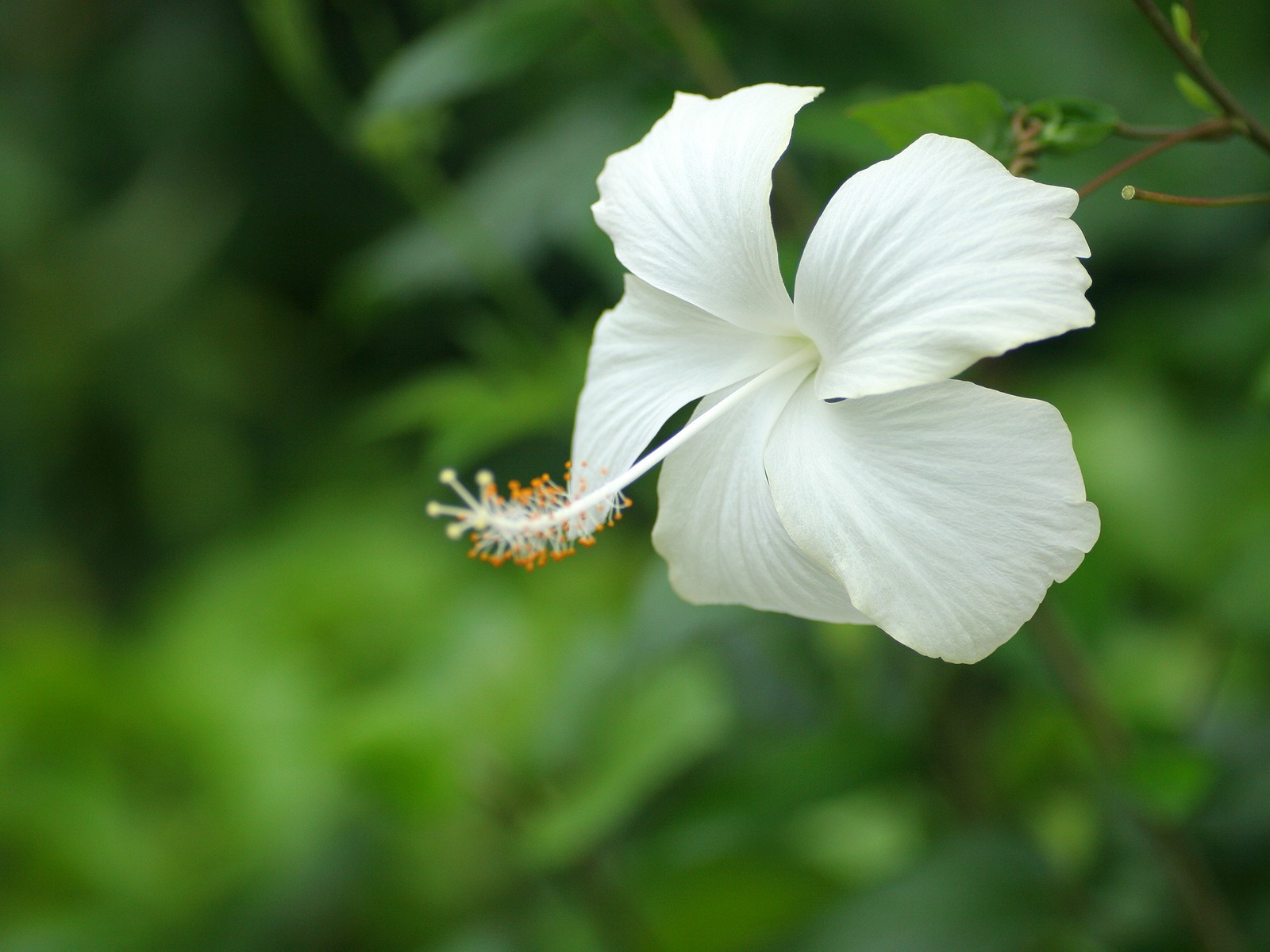 高清小白花