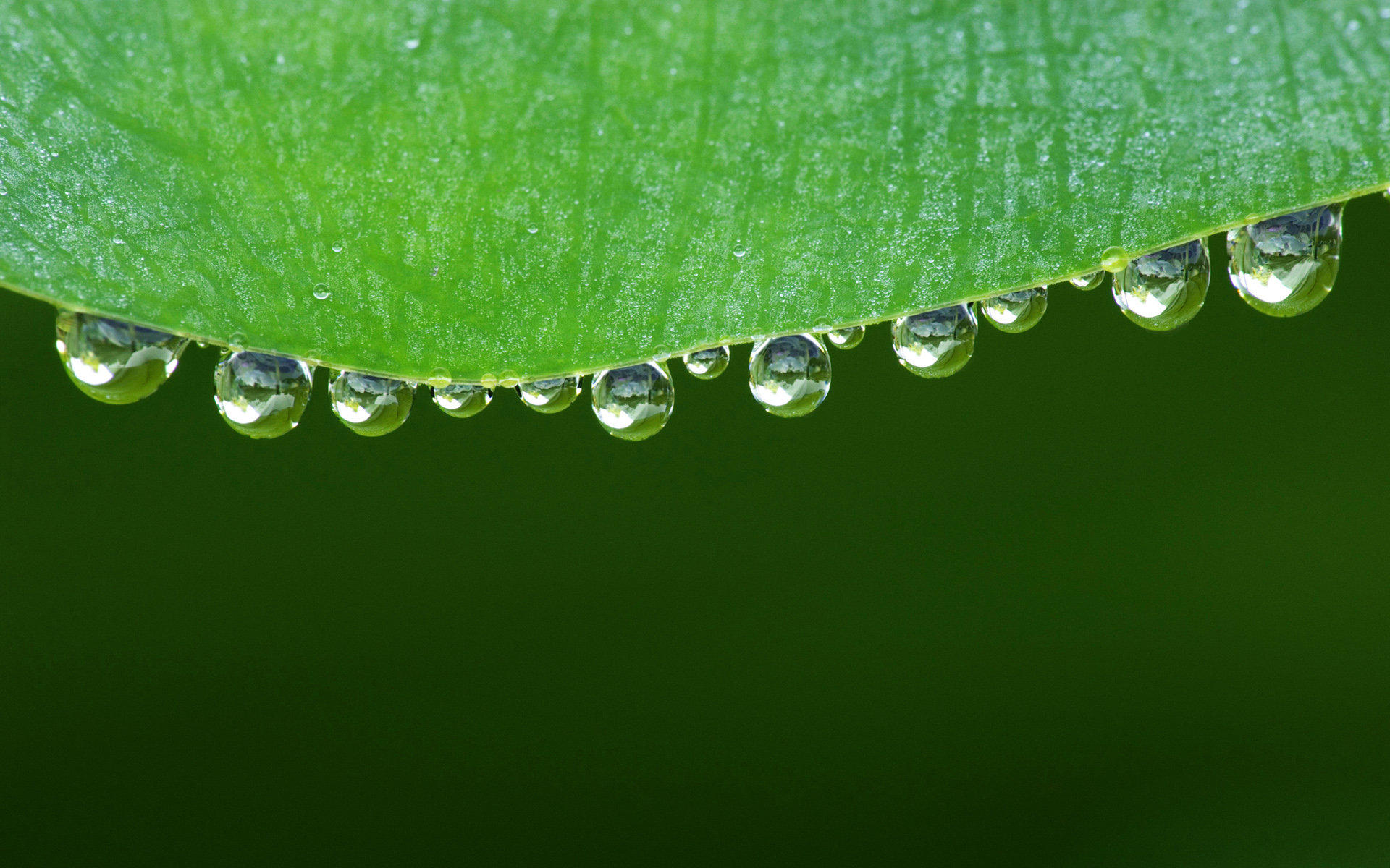 绿叶上面吊着一排的水滴