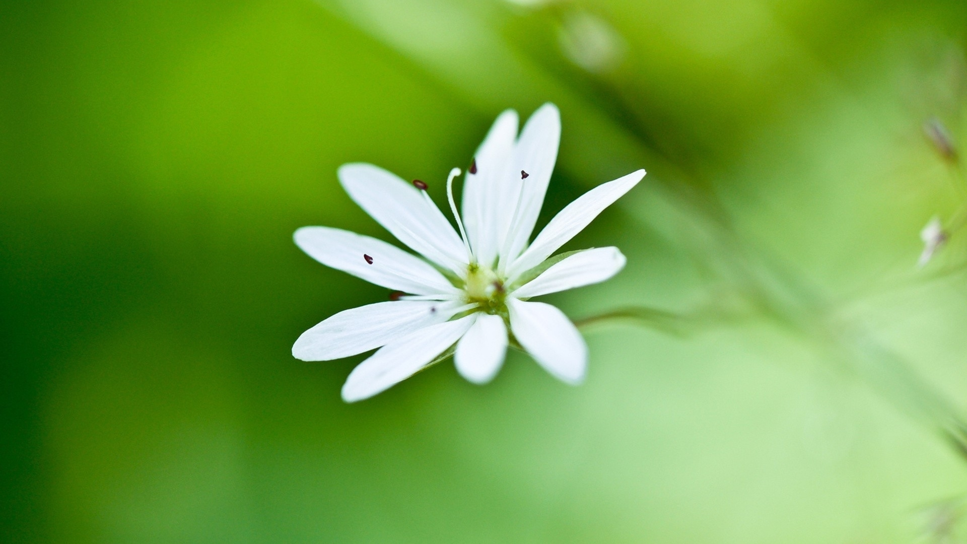 一朵小白花