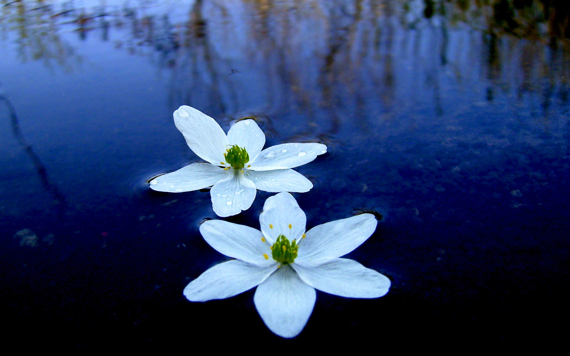 水面上的白色花朵
