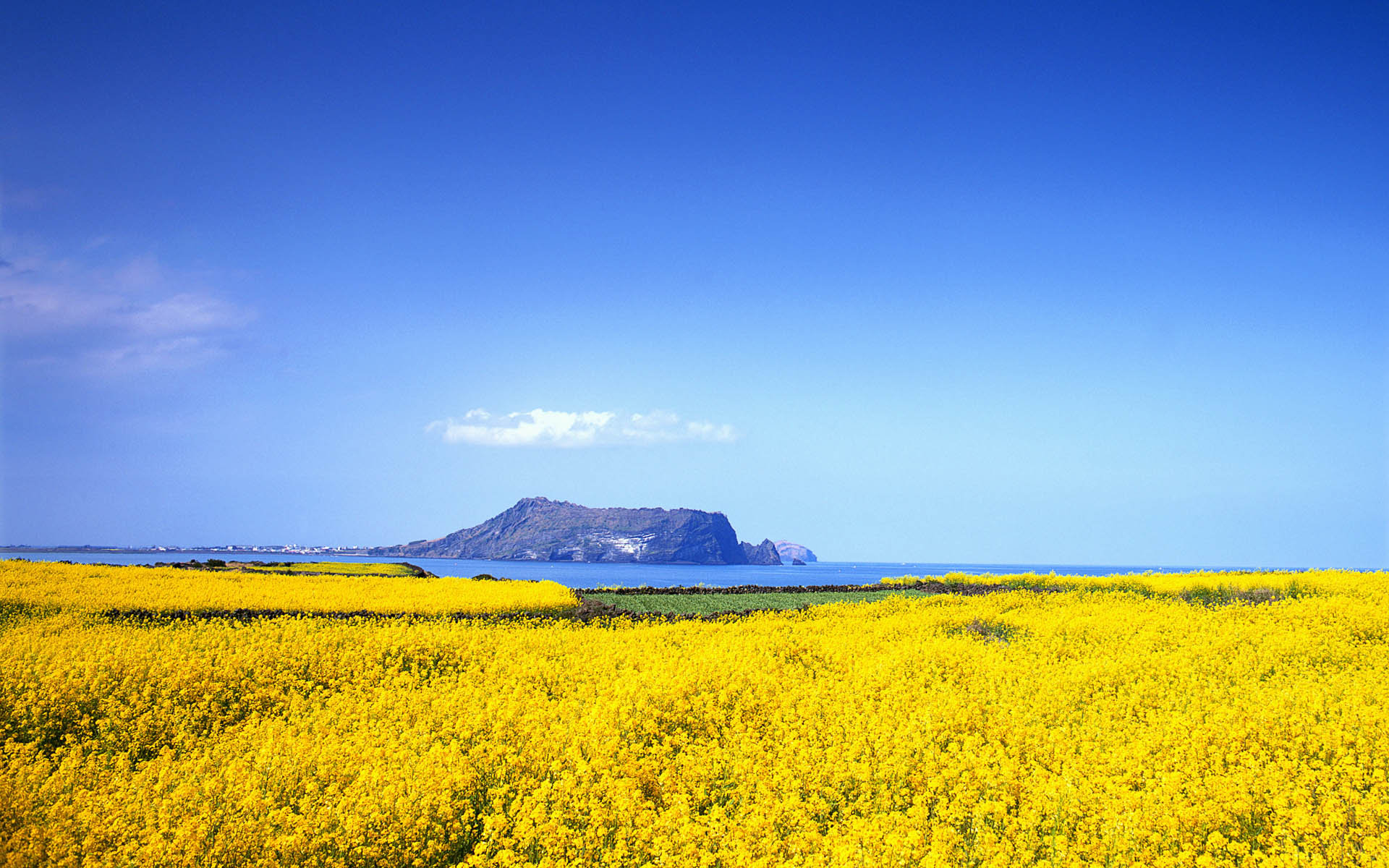 油菜花 水 湖