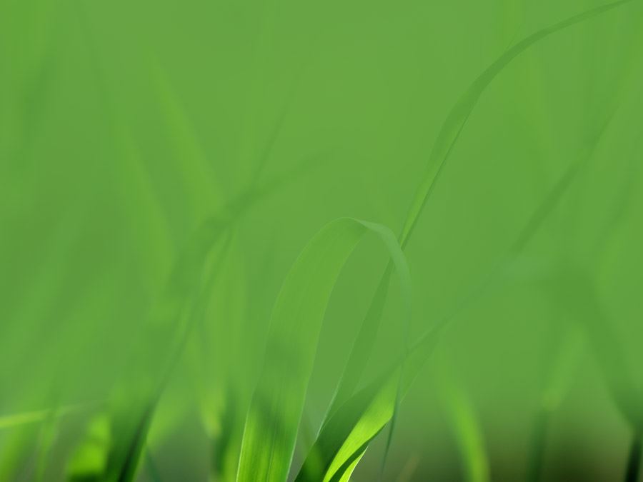 绿草 草叶虚化处理背景图片