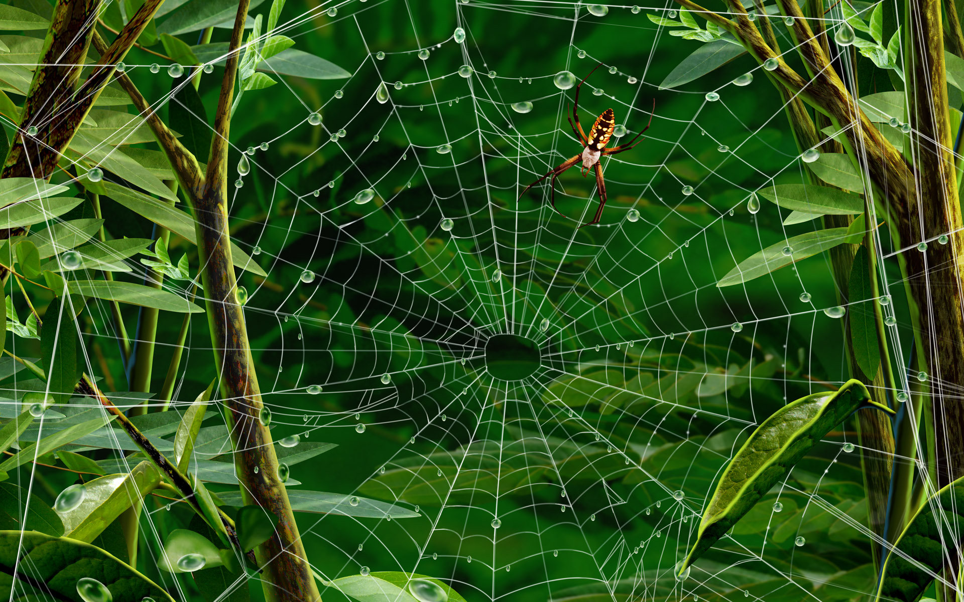 蜘蛛网高清背景