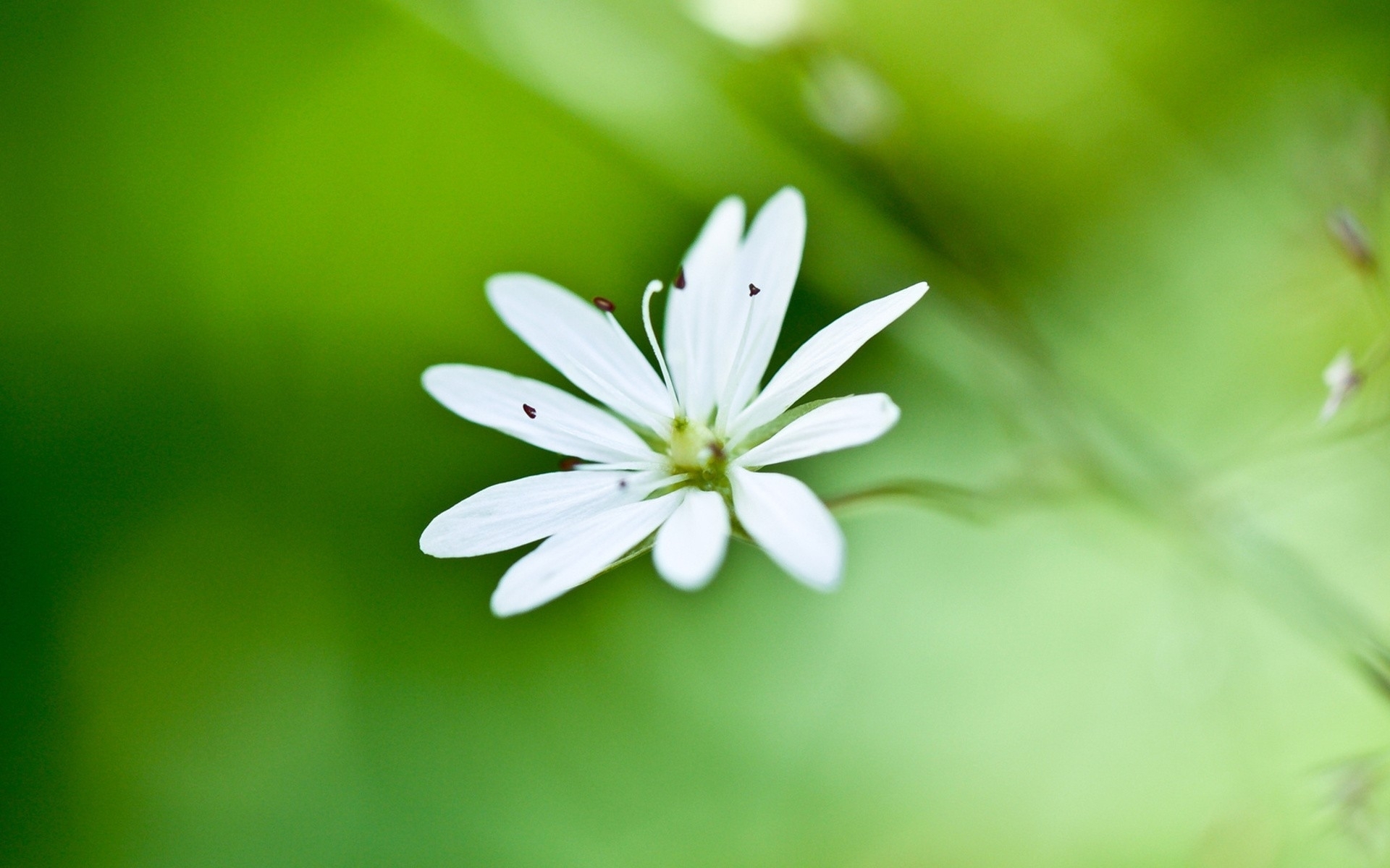 淡雅的花儿