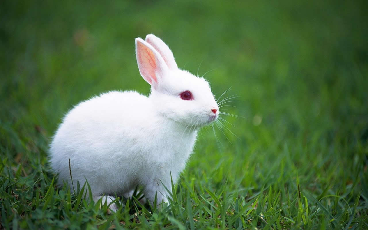 小白兔背景图片