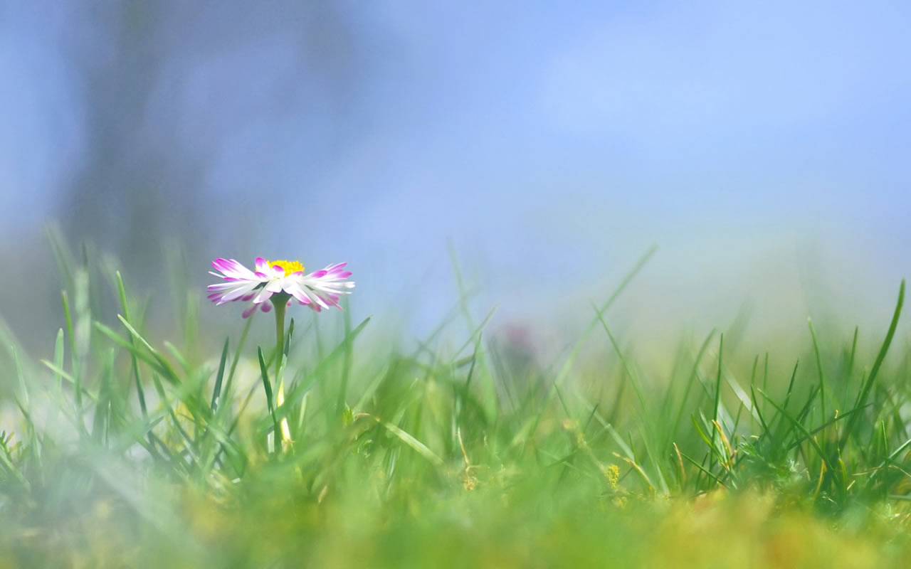 春草 小花背景图片