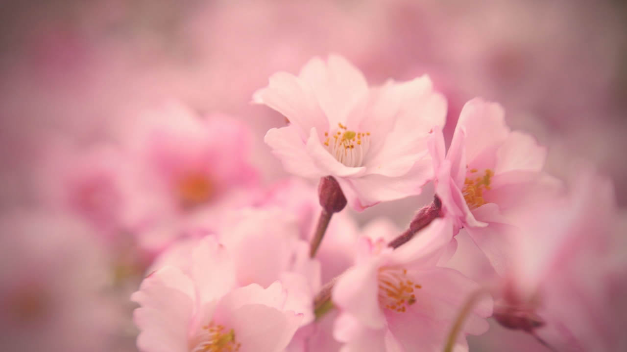 三月桃花开背景图片