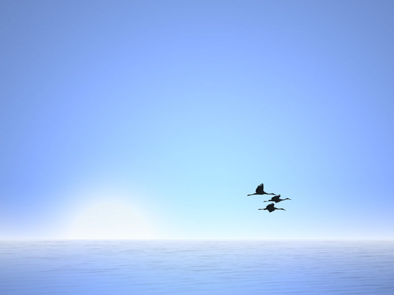 海鸥 大海 蓝色背景